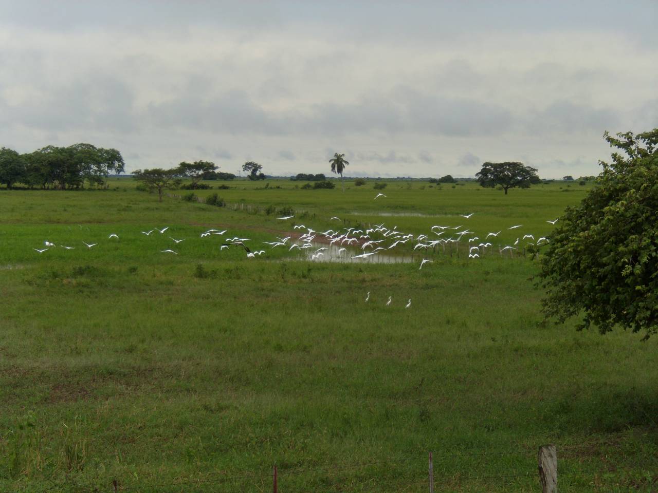 Directorio de Alcaldías del Estado Apure