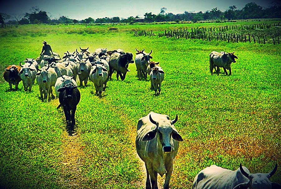 Estado Apure