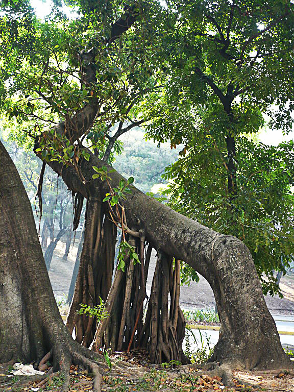 Árbol de Caucho - Símbolo Natural del Estado Amazonas