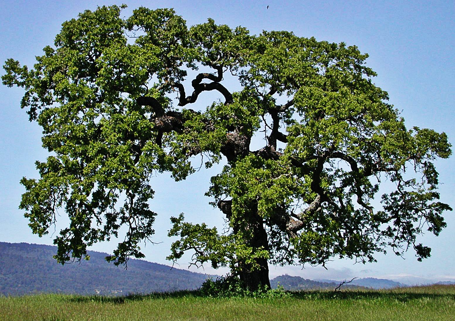 arbol-de-roble-1