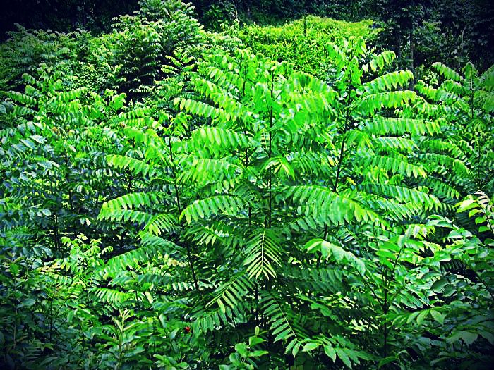 Cedrela Odorata o Cedro  americano - Árbol Típico de barinas