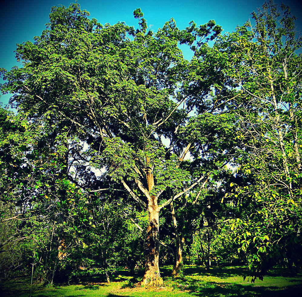 Árbol de Ceiba - Emblemático del Distrito Capital