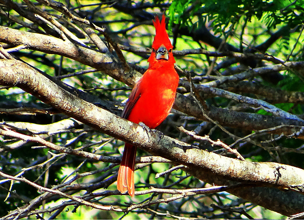 Ave Natural Del Estado Cojedes | s 237 mbolos naturales del estado cojedes Ave Natural Del Estado Cojedes | s 237 mbolos naturales del estado cojedes