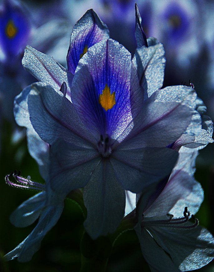 Flor emblemática del Estado Apure