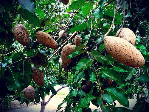 Árbol emblemático del Estado Apure