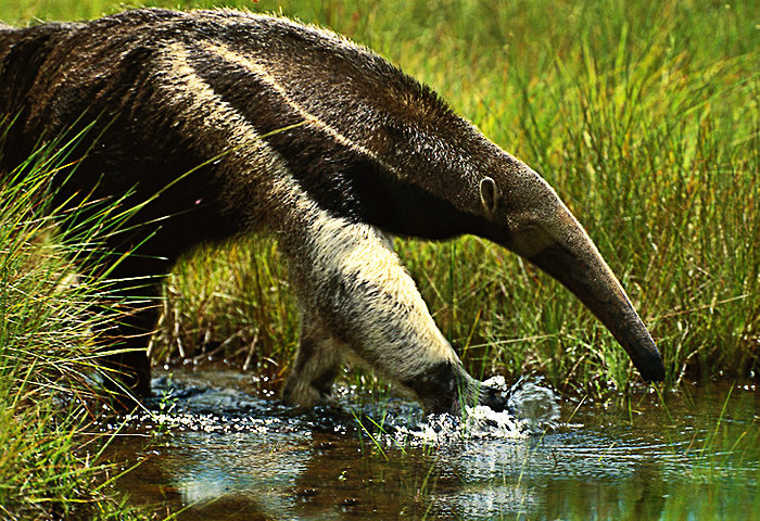 Oso Hormiguero - Animal Emblemático del Estado Aragua Oso Hormiguero - Animal Emblemático del Estado Aragua
