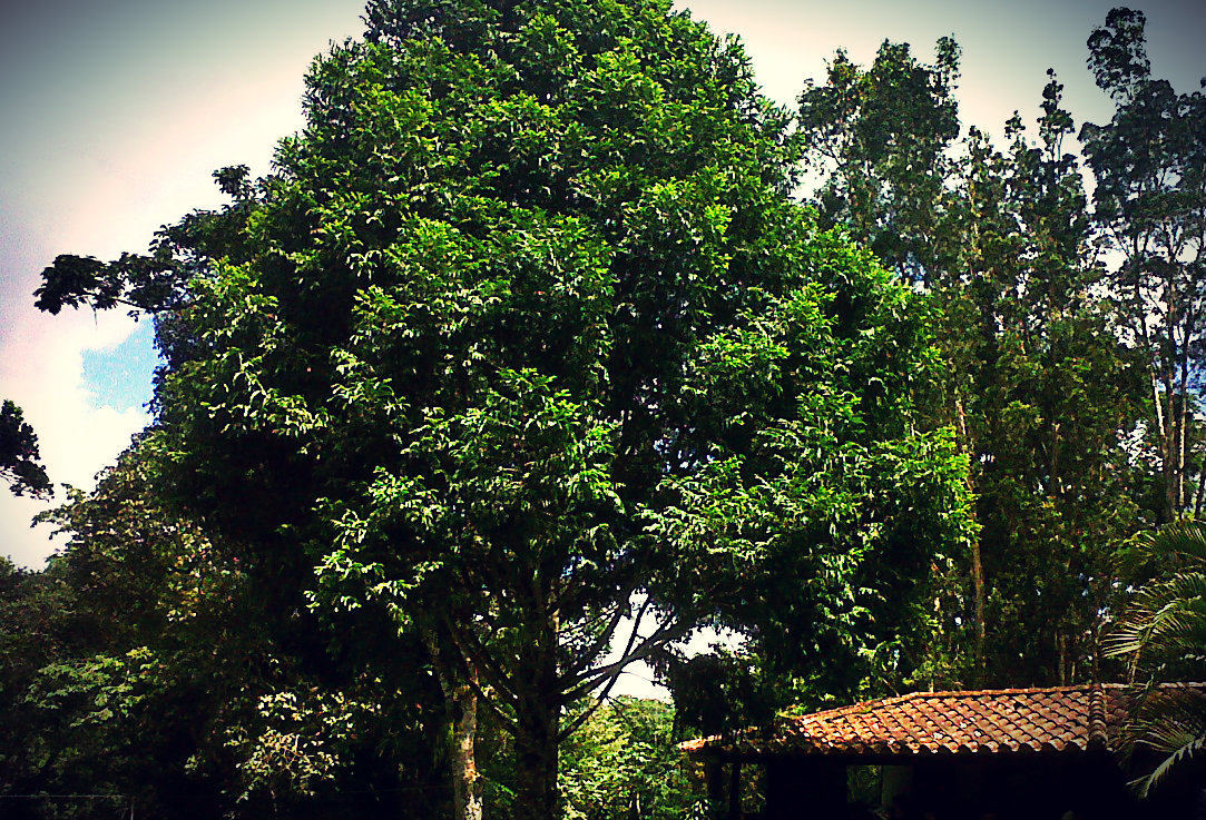 Árbol emblemático del Edo. Táchira