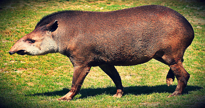 Símbolos Naturales del Estado Yaracuy