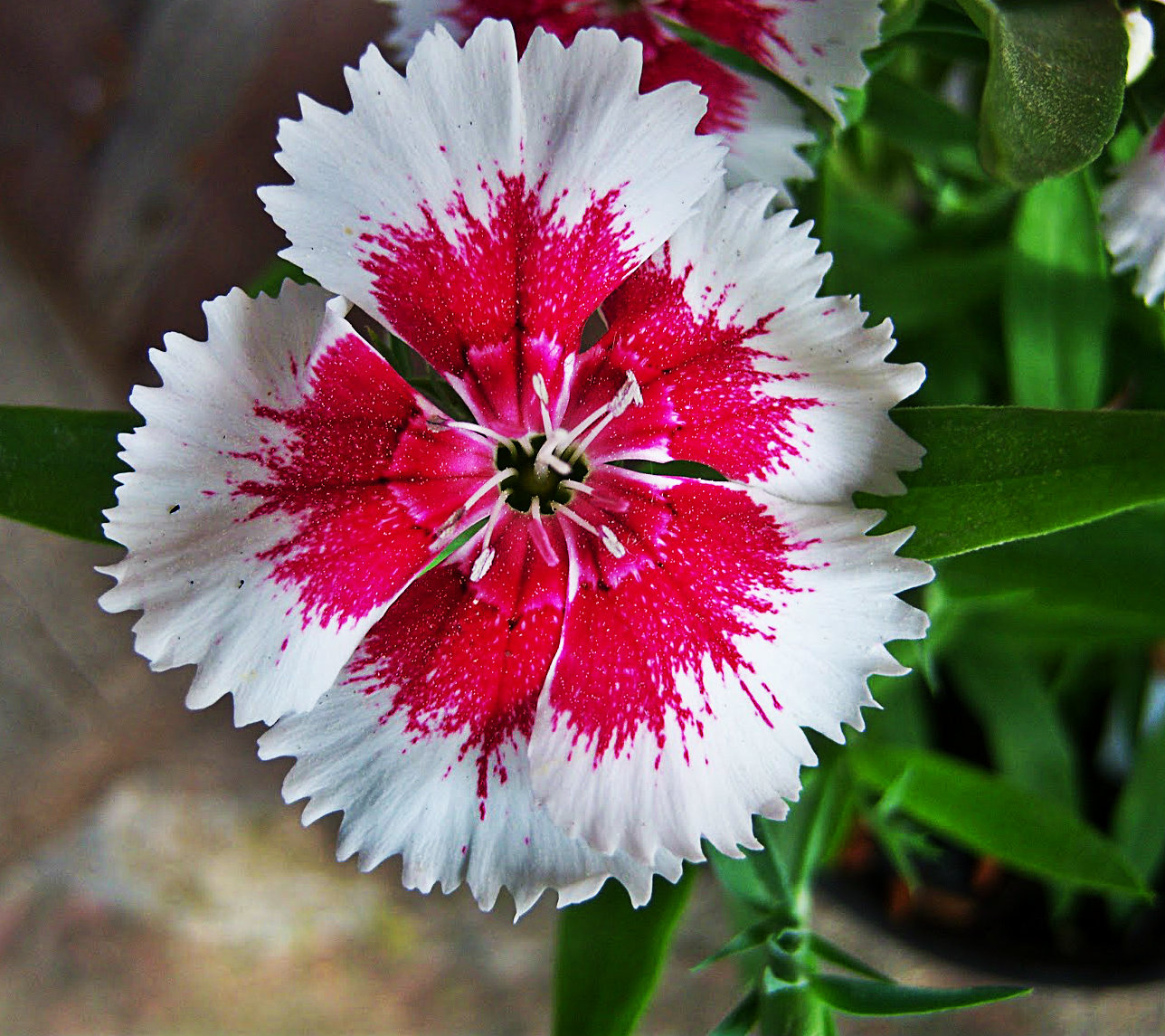 Flor emblemática del Edo. Táchira