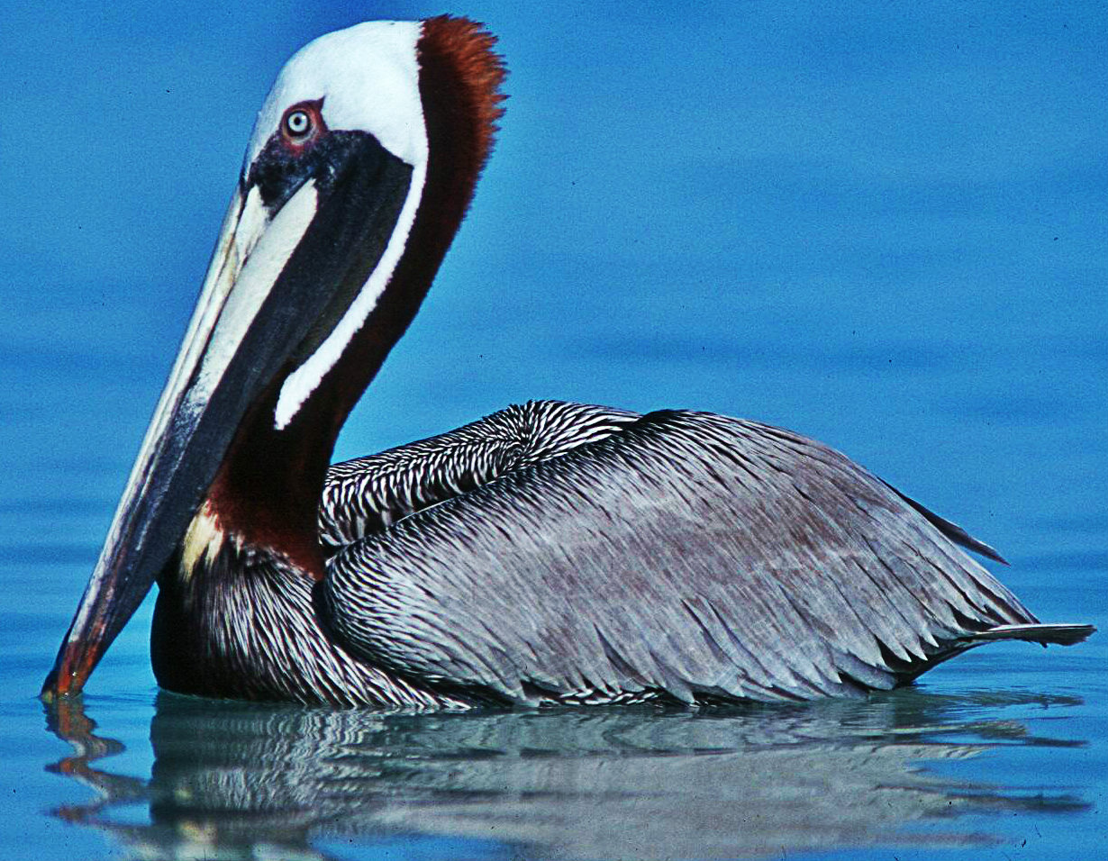 Símbolos Naturales del Estado Zulia