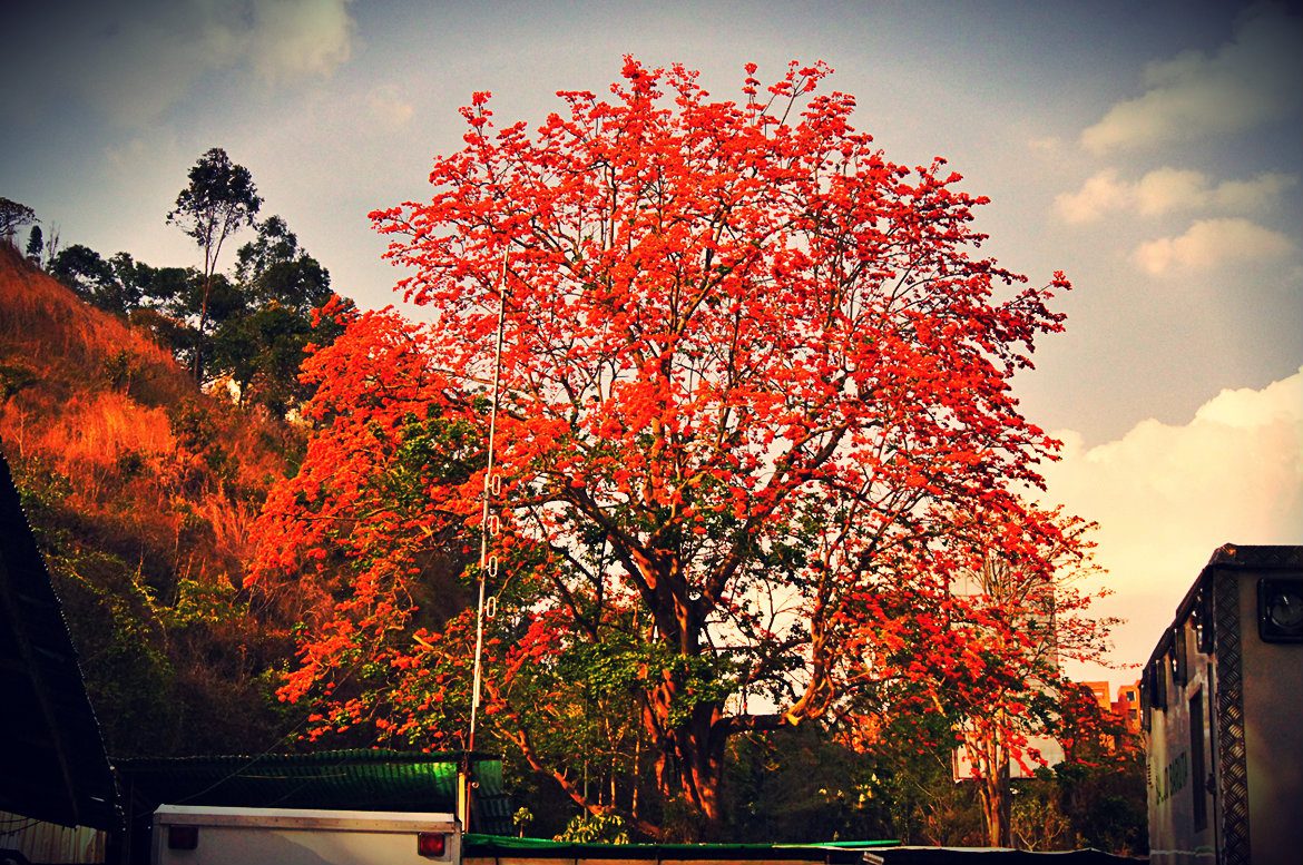 Árbol emblemático del estado Mérida