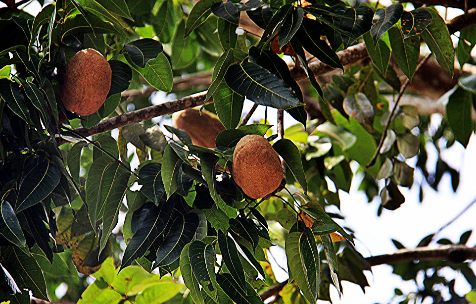 Caoba o (Switenia Macrophylla King)