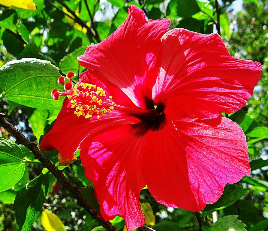 La cayena o (Hibiscus) - Flor emblemática del estado Nueva Esparta