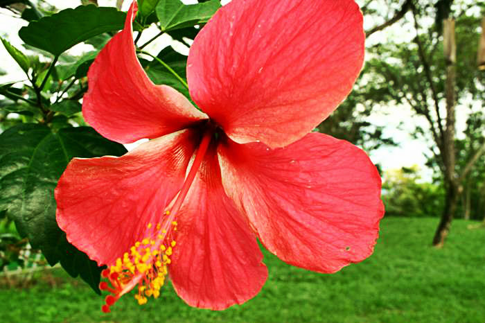 La Cayena o (Hibiscus syriacus L Malvaceae)