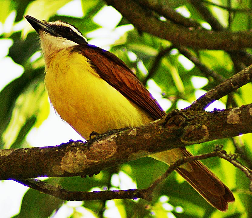 El Cristofue o (Pitangus sulphuratus)