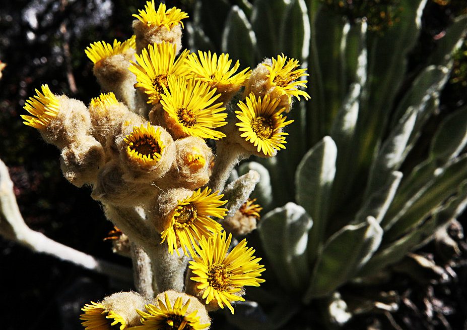 Frailejón - Flor Emblemática del Estado Mérida