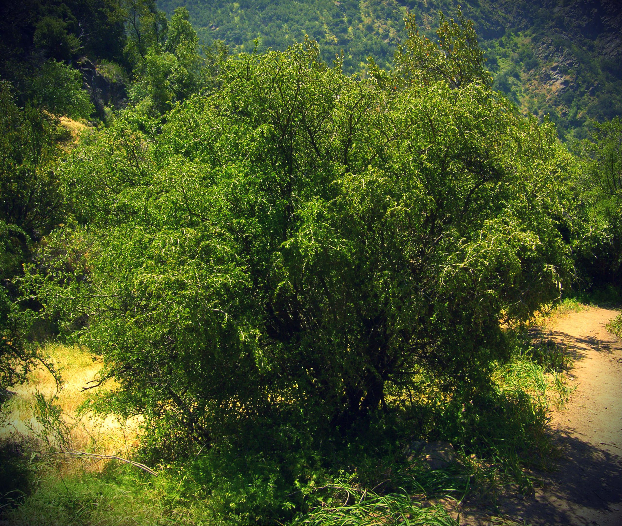 El Guayacán o (Porlieria chilensis) - Árbol emblemático del Estado Nueva Esparta