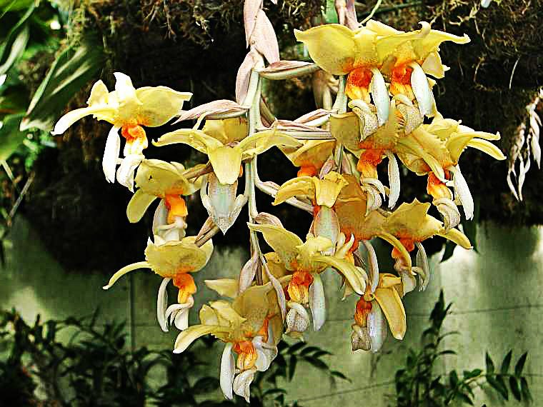 La Orquídea del género stanhopea - Flor emblemática del Estado Monagas