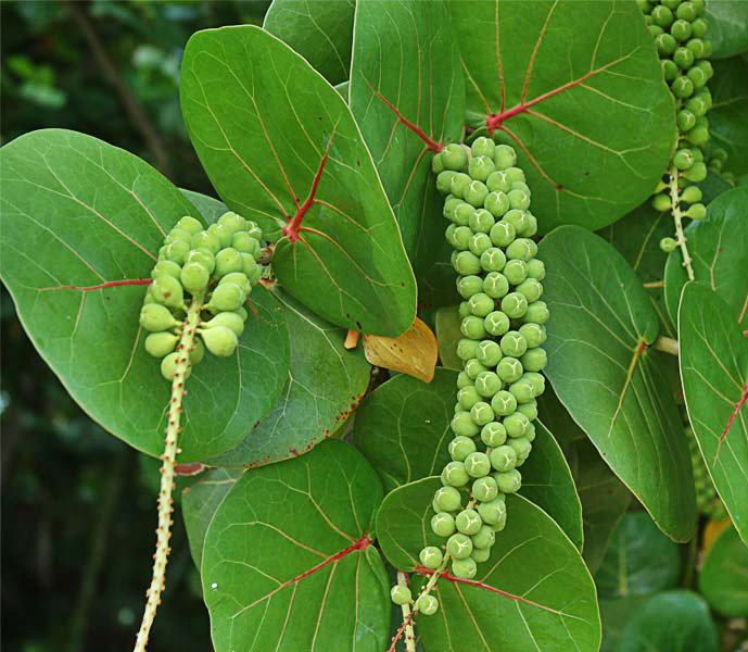 Uvero de Playa o (Coccoloba uvifera)