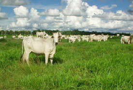 Obispos Barinas