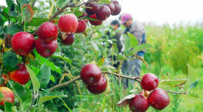 frutas en venezuela