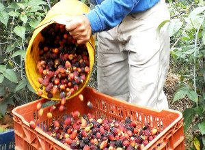 moras en tachira