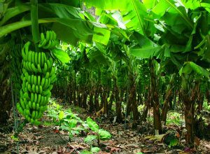 platanos verdes zulia