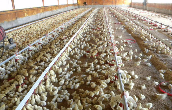 Alimentos Balanceados para pollos y gallinas