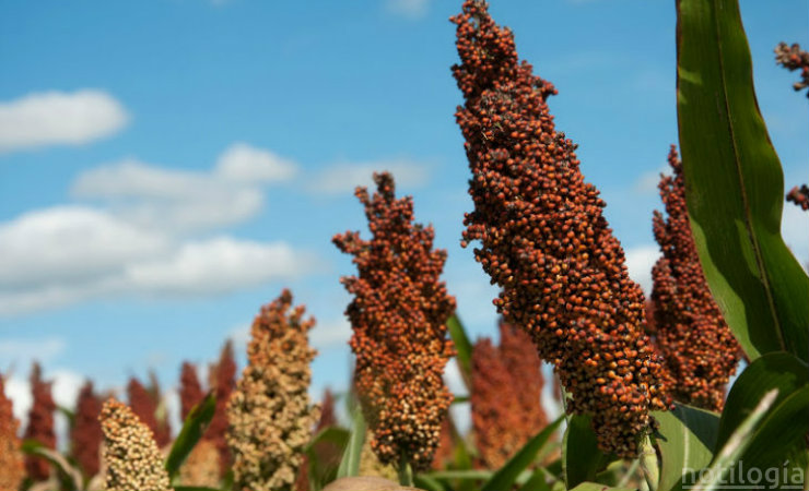 Sorgo