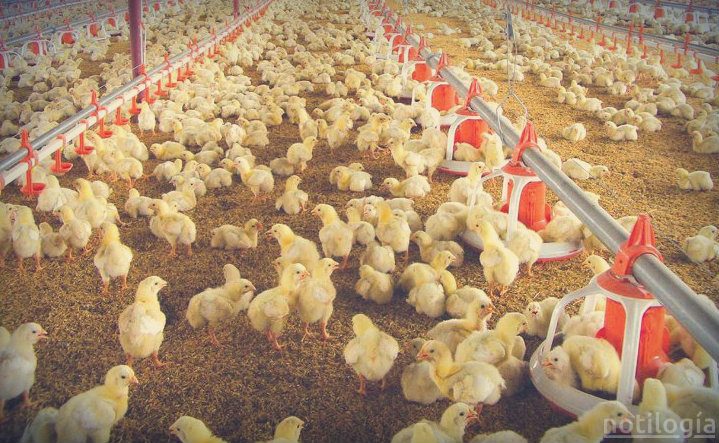 Alimentos para pollos alimentos-para-pollos-2