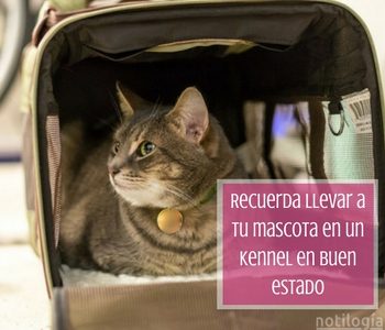 kennel-2