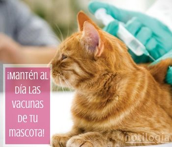 vacunas_de_mascotas