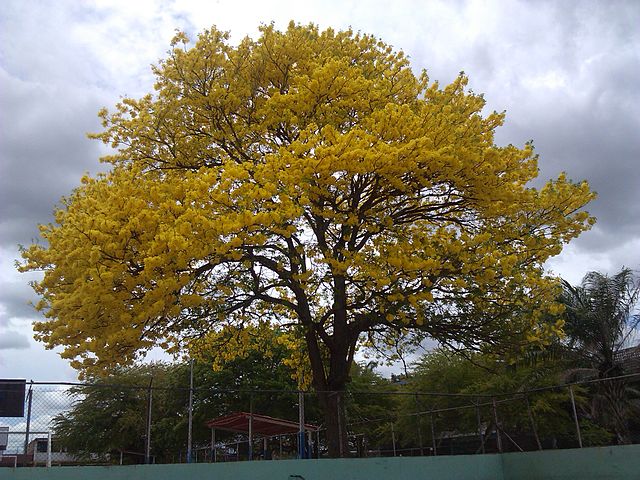 Himno al Árbol