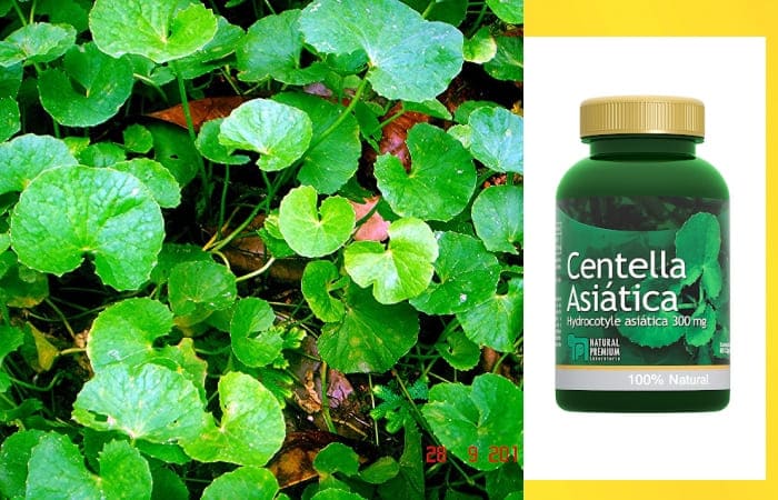 Centella Asiática Para Qué Sirve